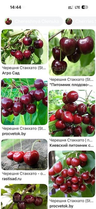 Саженцы черешни сорта Стаккато (Staccato) - Поздний канадский сорт с Бишкек - изображение 10