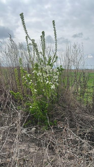 Саженцы черешни сорта Стаккато (Staccato) - Поздний канадский сорт с Бишкек - изображение 18