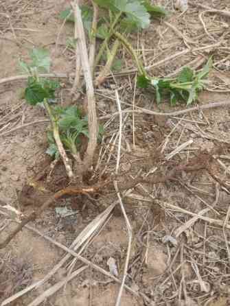 Малина сорт геракл - Вид: ежевика садовая (безточечные побеги Бишкек