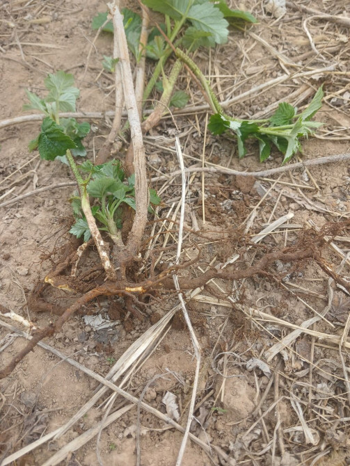 Малина сорт геракл - Вид: ежевика садовая (безточечные побеги Бишкек - изображение 1
