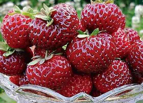 Продаю клубнику рассаду. черный принц 300сом 10 шт. гигантелла весна Бишкек