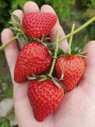 Продаю клубнику рассаду. черный принц 300сом 10 шт. гигантелла весна Бишкек