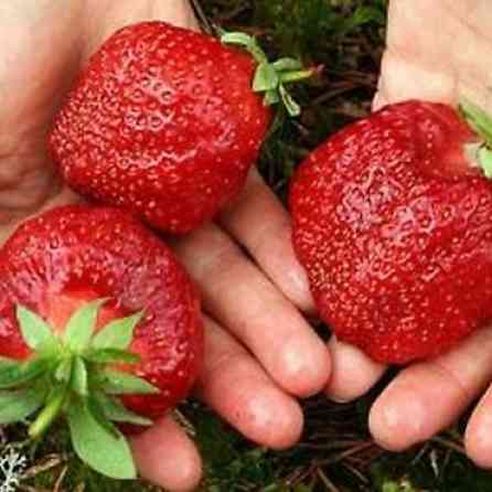 Продаю клубнику рассаду. черный принц 300сом 10 шт. гигантелла весна Бишкек