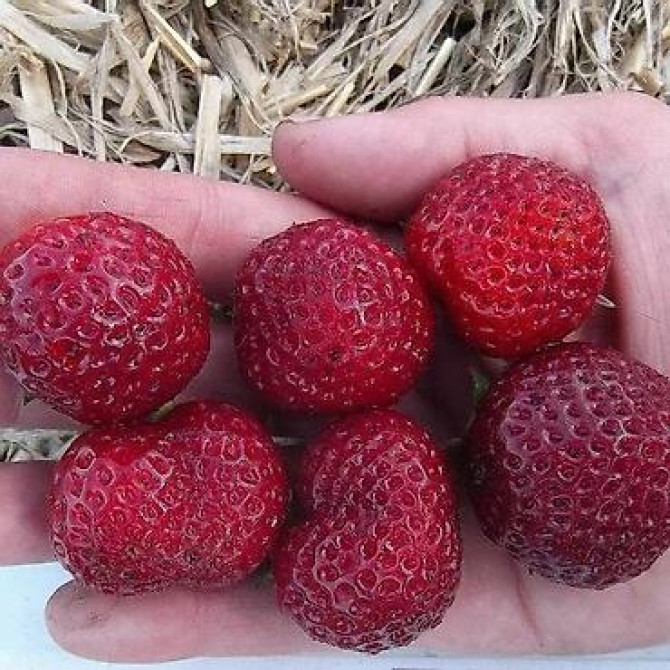 Продаю клубнику рассаду. черный принц 300сом 10 шт. гигантелла весна Бишкек - изображение 20