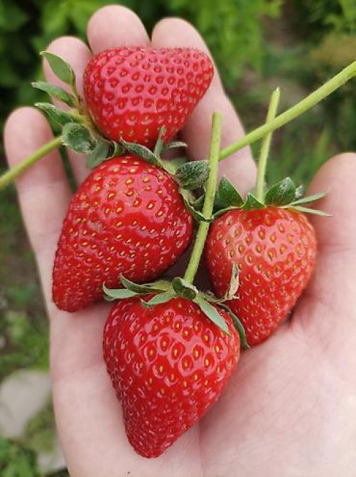 Продаю клубнику рассаду. черный принц 300сом 10 шт. гигантелла весна Бишкек - изображение 25