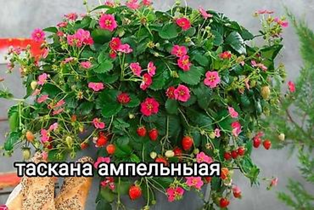 Продаю клубнику рассаду. черный принц 300сом 10 шт. гигантелла весна Бишкек - изображение 29