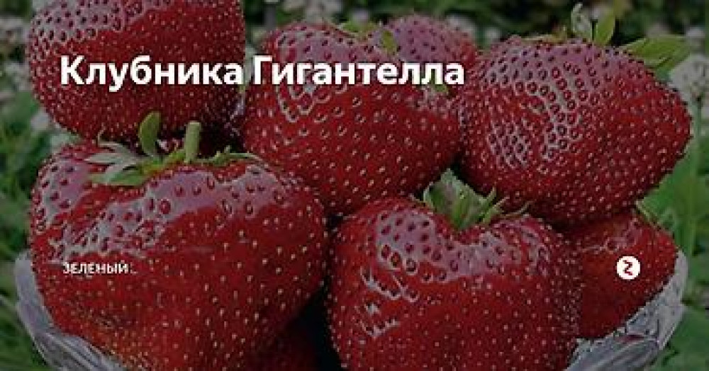 Продаю клубнику рассаду. черный принц 300сом 10 шт. гигантелла весна Бишкек - изображение 22