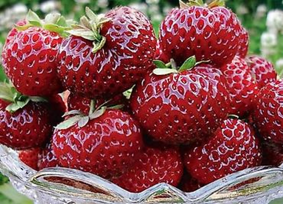 Продаю клубнику рассаду. черный принц 300сом 10 шт. гигантелла весна Бишкек - изображение 11