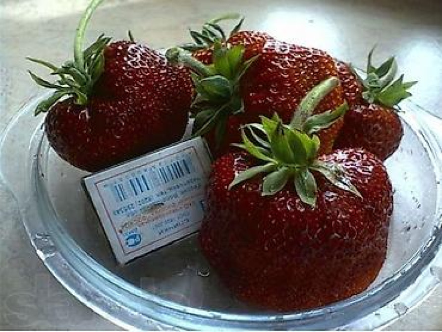 Продаю клубнику рассаду. черный принц 300сом 10 шт. гигантелла весна Бишкек - изображение 24