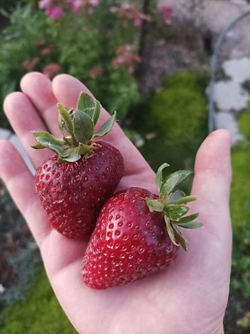 Продаю клубнику рассаду. черный принц 300сом 10 шт. гигантелла весна Бишкек - изображение 28