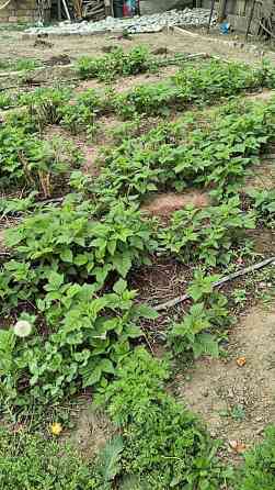 Саженцы малины сорт Полька. - Ремонтантный сорт: плодоношение с конца Бишкек