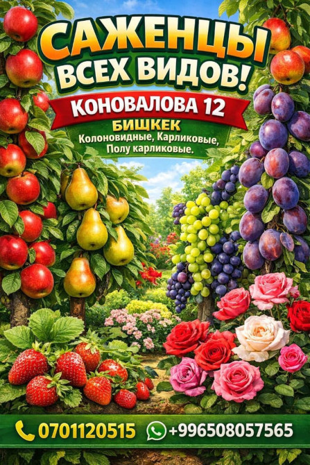 САЖЕНЦЫ ВСЕХ СОРТОВ!????????Яблони: Гала, Голден Делишес, Ред Делишес, ???? Бишкек - изображение 1
