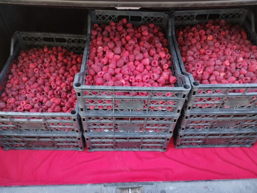 Саженцы ремонтантной малины (высокоурожайные сорта) - Тип Бишкек - изображение 1