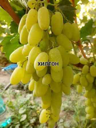 КОЛЛЕКЦИОННЫЙ ВИНОГРАД ! НОВИНКИ СЕЛЕКЦИИ ! БОЛЕЕ 180 ГИБРИДНЫХ ФОРМ Бишкек