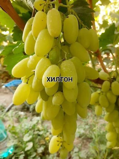 КОЛЛЕКЦИОННЫЙ ВИНОГРАД ! НОВИНКИ СЕЛЕКЦИИ ! БОЛЕЕ 180 ГИБРИДНЫХ ФОРМ Бишкек - изображение 33