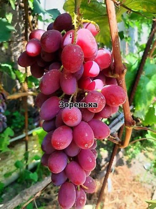 КОЛЛЕКЦИОННЫЙ ВИНОГРАД ! НОВИНКИ СЕЛЕКЦИИ ! БОЛЕЕ 180 ГИБРИДНЫХ ФОРМ Бишкек - изображение 22
