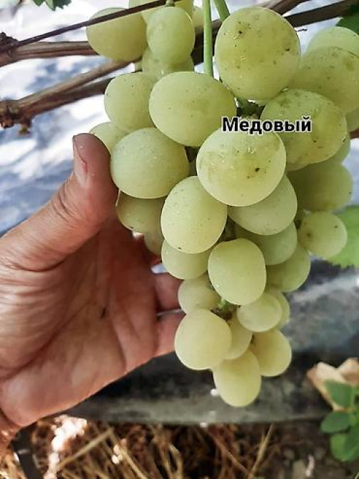 КОЛЛЕКЦИОННЫЙ ВИНОГРАД ! НОВИНКИ СЕЛЕКЦИИ ! БОЛЕЕ 180 ГИБРИДНЫХ ФОРМ Бишкек - изображение 57