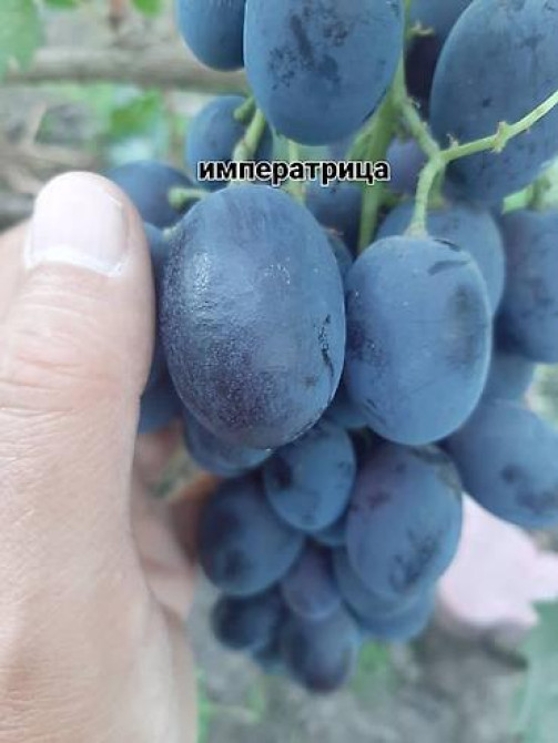 КОЛЛЕКЦИОННЫЙ ВИНОГРАД ! НОВИНКИ СЕЛЕКЦИИ ! БОЛЕЕ 180 ГИБРИДНЫХ ФОРМ Бишкек - изображение 37