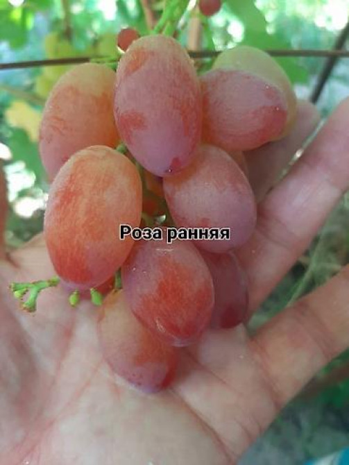 КОЛЛЕКЦИОННЫЙ ВИНОГРАД ! НОВИНКИ СЕЛЕКЦИИ ! БОЛЕЕ 180 ГИБРИДНЫХ ФОРМ Бишкек - изображение 32