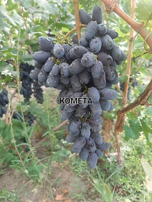 КОЛЛЕКЦИОННЫЙ ВИНОГРАД ! НОВИНКИ СЕЛЕКЦИИ ! БОЛЕЕ 180 ГИБРИДНЫХ ФОРМ Бишкек - изображение 53