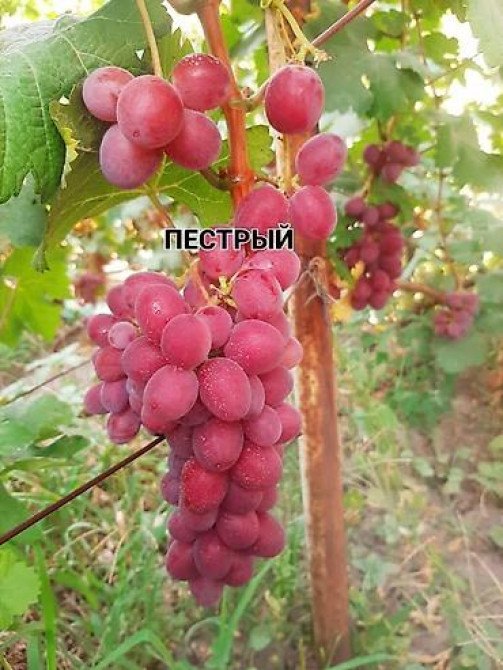 КОЛЛЕКЦИОННЫЙ ВИНОГРАД ! НОВИНКИ СЕЛЕКЦИИ ! БОЛЕЕ 180 ГИБРИДНЫХ ФОРМ Бишкек - изображение 58