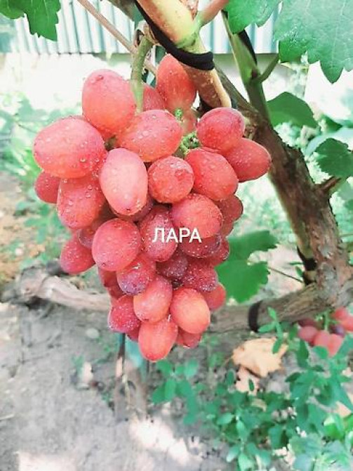 КОЛЛЕКЦИОННЫЙ ВИНОГРАД ! НОВИНКИ СЕЛЕКЦИИ ! БОЛЕЕ 180 ГИБРИДНЫХ ФОРМ Бишкек - изображение 27