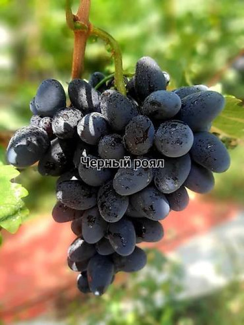 КОЛЛЕКЦИОННЫЙ ВИНОГРАД ! НОВИНКИ СЕЛЕКЦИИ ! БОЛЕЕ 180 ГИБРИДНЫХ ФОРМ Бишкек - изображение 62