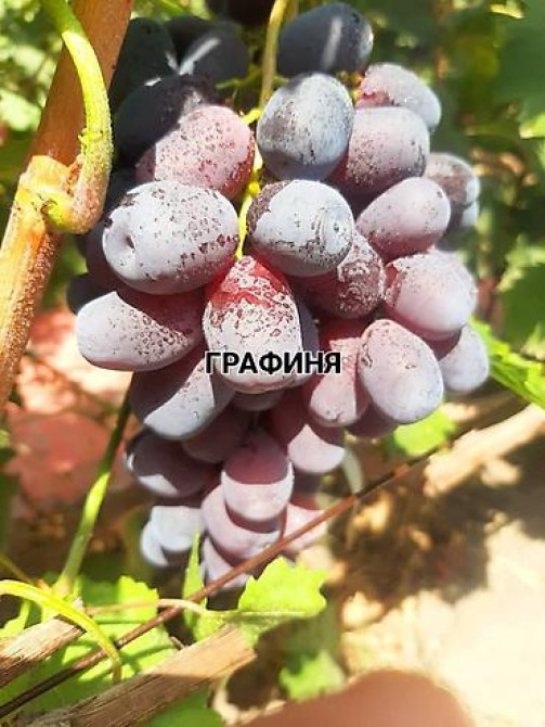 КОЛЛЕКЦИОННЫЙ ВИНОГРАД ! НОВИНКИ СЕЛЕКЦИИ ! БОЛЕЕ 180 ГИБРИДНЫХ ФОРМ Бишкек - изображение 45