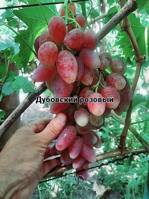 КОЛЛЕКЦИОННЫЙ ВИНОГРАД ! НОВИНКИ СЕЛЕКЦИИ ! БОЛЕЕ 180 ГИБРИДНЫХ ФОРМ Бишкек - изображение 48