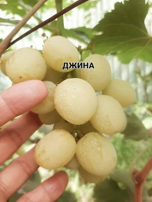 КОЛЛЕКЦИОННЫЙ ВИНОГРАД ! НОВИНКИ СЕЛЕКЦИИ ! БОЛЕЕ 180 ГИБРИДНЫХ ФОРМ Бишкек - изображение 46