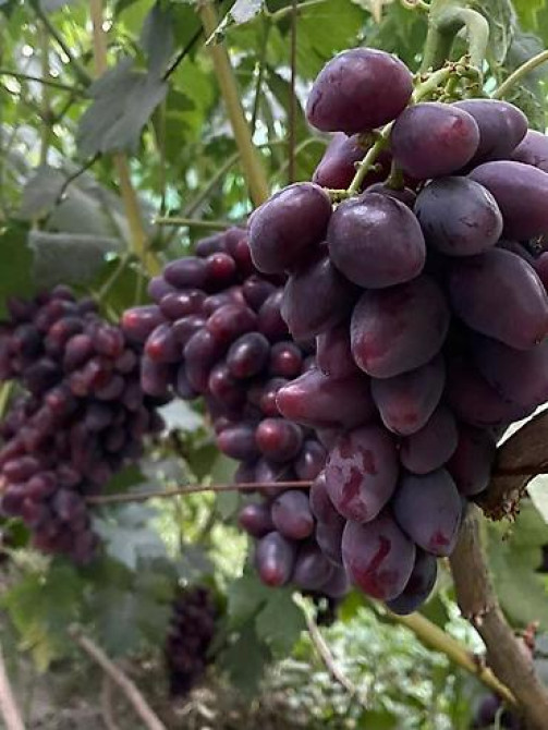 КОЛЛЕКЦИОННЫЙ ВИНОГРАД ! НОВИНКИ СЕЛЕКЦИИ ! БОЛЕЕ 180 ГИБРИДНЫХ ФОРМ Бишкек - изображение 12