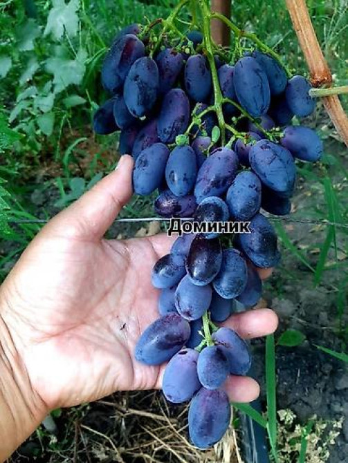 КОЛЛЕКЦИОННЫЙ ВИНОГРАД ! НОВИНКИ СЕЛЕКЦИИ ! БОЛЕЕ 180 ГИБРИДНЫХ ФОРМ Бишкек - изображение 19