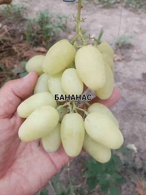 КОЛЛЕКЦИОННЫЙ ВИНОГРАД ! НОВИНКИ СЕЛЕКЦИИ ! БОЛЕЕ 180 ГИБРИДНЫХ ФОРМ Бишкек - изображение 42