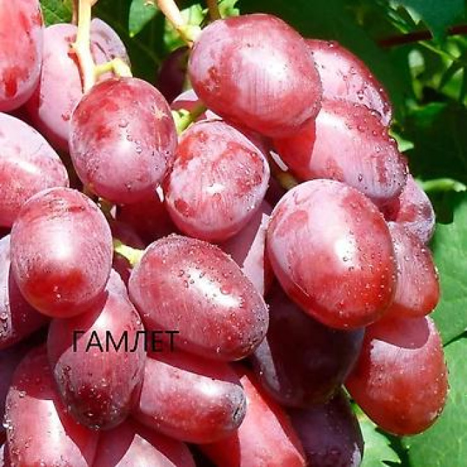 КОЛЛЕКЦИОННЫЙ ВИНОГРАД ! НОВИНКИ СЕЛЕКЦИИ ! БОЛЕЕ 180 ГИБРИДНЫХ ФОРМ Бишкек - изображение 41