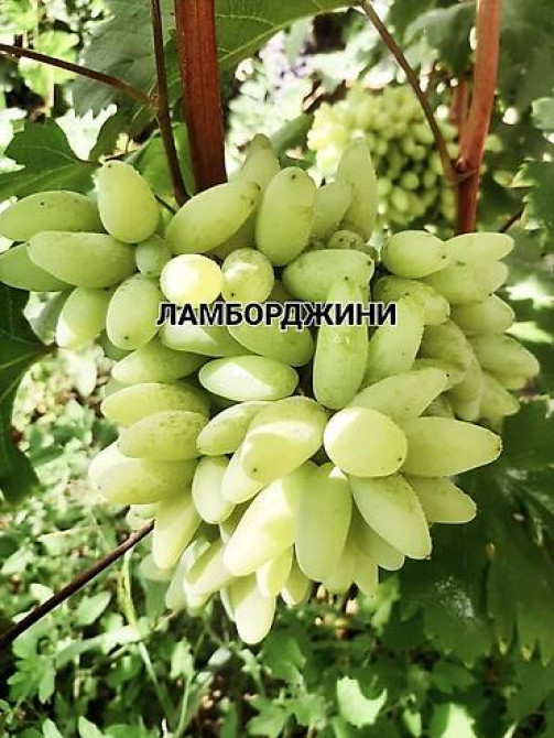 КОЛЛЕКЦИОННЫЙ ВИНОГРАД ! НОВИНКИ СЕЛЕКЦИИ ! БОЛЕЕ 180 ГИБРИДНЫХ ФОРМ Бишкек - изображение 54