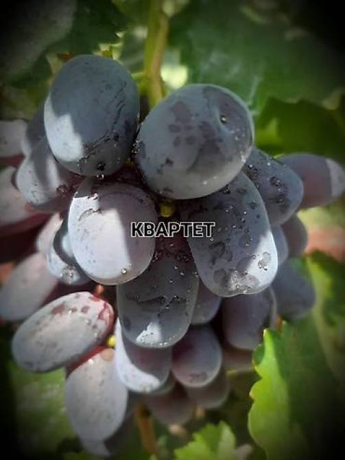 КОЛЛЕКЦИОННЫЙ ВИНОГРАД ! НОВИНКИ СЕЛЕКЦИИ ! БОЛЕЕ 180 ГИБРИДНЫХ ФОРМ Бишкек - изображение 23