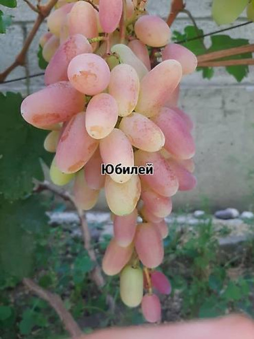 КОЛЛЕКЦИОННЫЙ ВИНОГРАД ! НОВИНКИ СЕЛЕКЦИИ ! БОЛЕЕ 180 ГИБРИДНЫХ ФОРМ Бишкек - изображение 64
