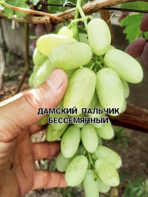 КОЛЛЕКЦИОННЫЙ ВИНОГРАД ! НОВИНКИ СЕЛЕКЦИИ ! БОЛЕЕ 180 ГИБРИДНЫХ ФОРМ Бишкек - изображение 39