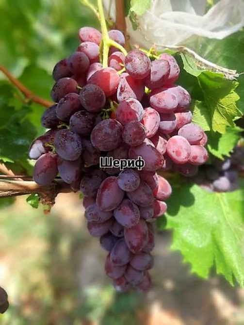 КОЛЛЕКЦИОННЫЙ ВИНОГРАД ! НОВИНКИ СЕЛЕКЦИИ ! БОЛЕЕ 180 ГИБРИДНЫХ ФОРМ Бишкек - изображение 63