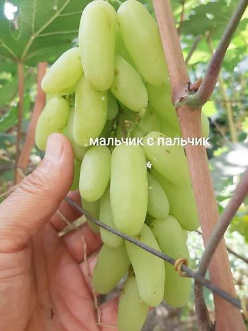 КОЛЛЕКЦИОННЫЙ ВИНОГРАД ! НОВИНКИ СЕЛЕКЦИИ ! БОЛЕЕ 180 ГИБРИДНЫХ ФОРМ Бишкек - изображение 28