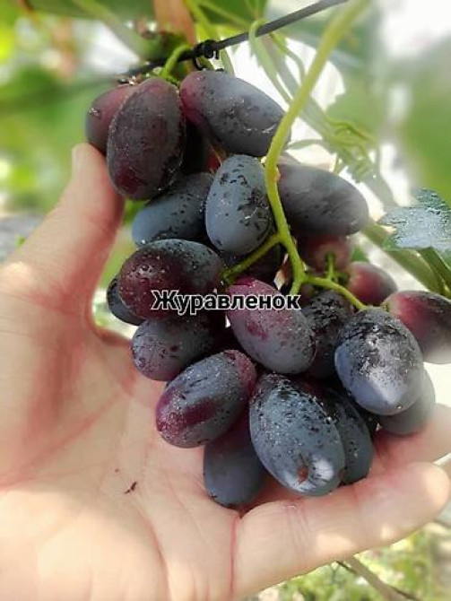 КОЛЛЕКЦИОННЫЙ ВИНОГРАД ! НОВИНКИ СЕЛЕКЦИИ ! БОЛЕЕ 180 ГИБРИДНЫХ ФОРМ Бишкек - изображение 49