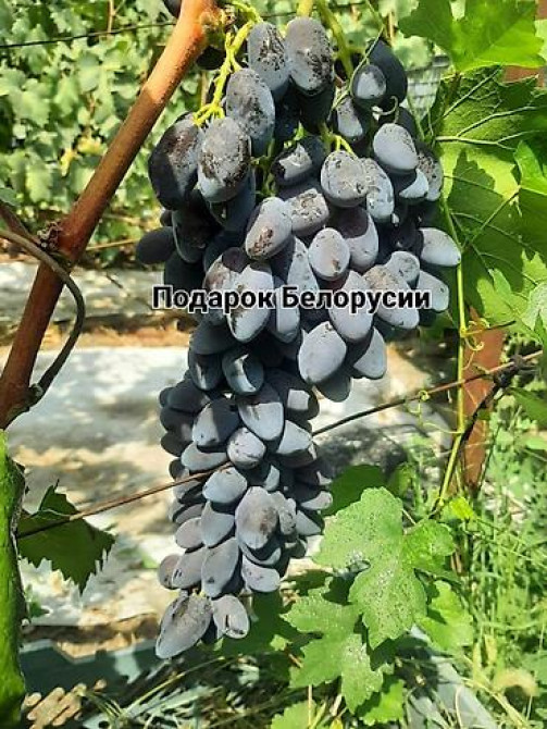 КОЛЛЕКЦИОННЫЙ ВИНОГРАД ! НОВИНКИ СЕЛЕКЦИИ ! БОЛЕЕ 180 ГИБРИДНЫХ ФОРМ Бишкек - изображение 31