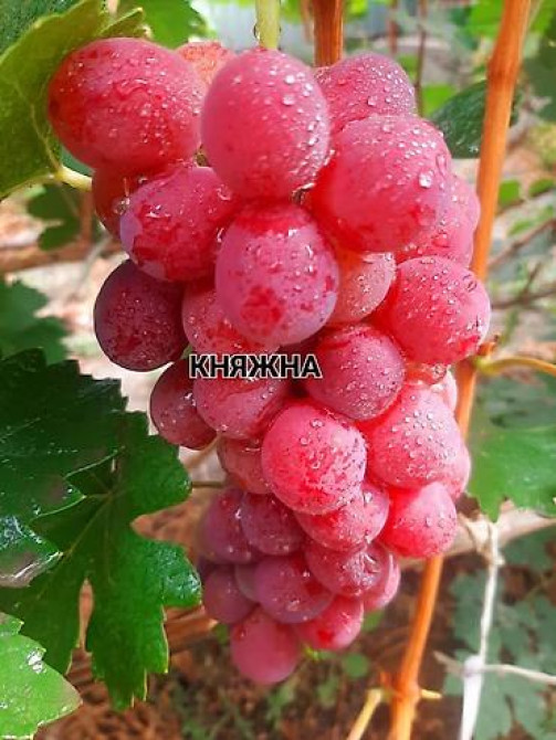 КОЛЛЕКЦИОННЫЙ ВИНОГРАД ! НОВИНКИ СЕЛЕКЦИИ ! БОЛЕЕ 180 ГИБРИДНЫХ ФОРМ Бишкек - изображение 24