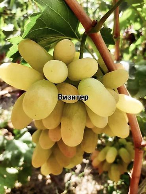 КОЛЛЕКЦИОННЫЙ ВИНОГРАД ! НОВИНКИ СЕЛЕКЦИИ ! БОЛЕЕ 180 ГИБРИДНЫХ ФОРМ Бишкек - изображение 43