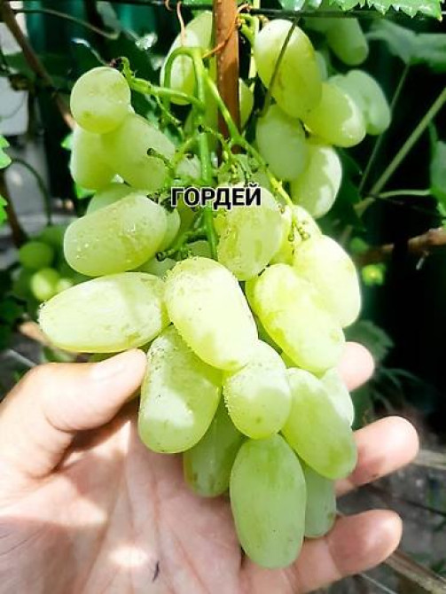 КОЛЛЕКЦИОННЫЙ ВИНОГРАД ! НОВИНКИ СЕЛЕКЦИИ ! БОЛЕЕ 180 ГИБРИДНЫХ ФОРМ Бишкек - изображение 44