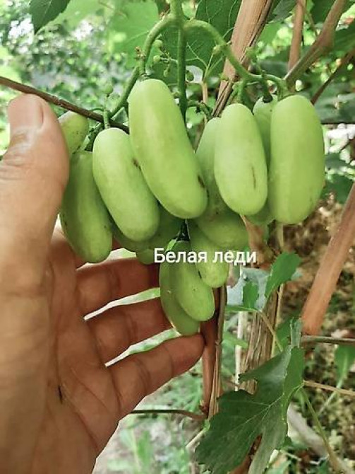 КОЛЛЕКЦИОННЫЙ ВИНОГРАД ! НОВИНКИ СЕЛЕКЦИИ ! БОЛЕЕ 180 ГИБРИДНЫХ ФОРМ Бишкек - изображение 10