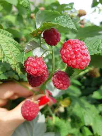 Малина (саженцы/побеги плодоносящих кустов) Описание: - Крупноплодная Бишкек