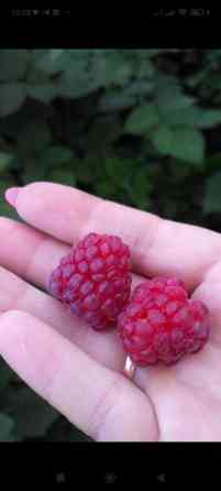Продаю саженцы, ремонтантная садовая малина с крупными ягодами 100 Бишкек