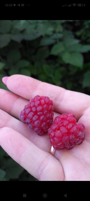 Продаю саженцы, ремонтантная садовая малина с крупными ягодами 100 Бишкек - изображение 1