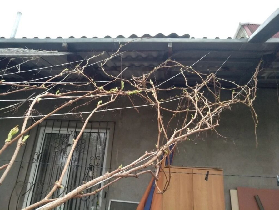 Продаю декоративныйдикий виноград для затемнения, 2х годичный Бишкек - изображение 1